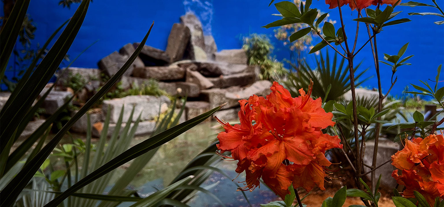 Bog Garden